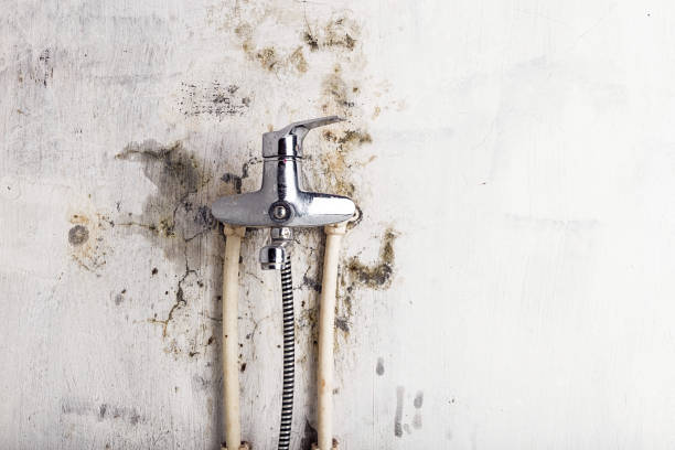 Best Local Mold Removal Service  in Alondra Park, CA