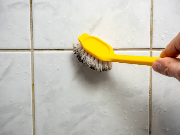 Reliable Alondra Park, CA Mold Removal Solutions