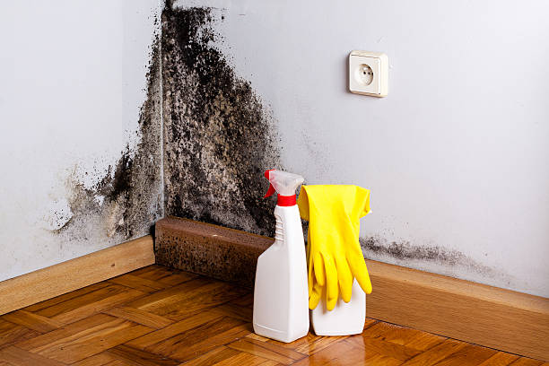 Best Mold Damage Repair  in Alondra Park, CA